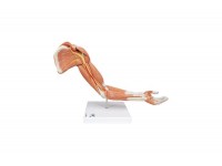 model mięśnia nogi, 3/4 naturalnej wielkości, 9 części - 3b smart anatomy - 1000351 [m20] 3b scientific modele anatomiczne 13